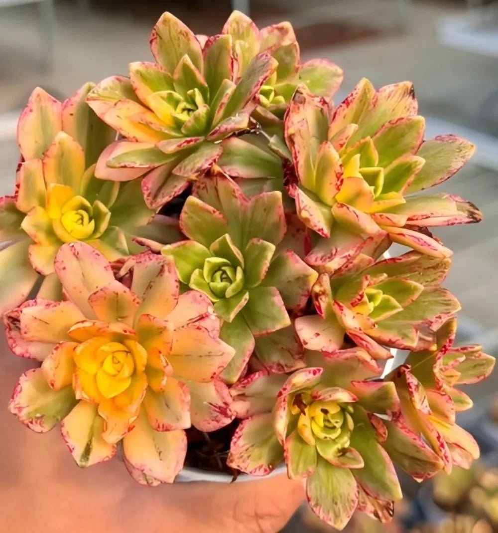 Aeonium succulent with rosette leaves, green centers and pink-orange speckling
