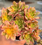 Aeonium succulent with rosette leaves, green centers and pink-orange speckling