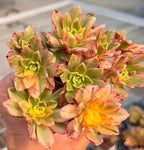 Aeonium succulent rosette cluster, light green leaves with pink speckles and yellow centers