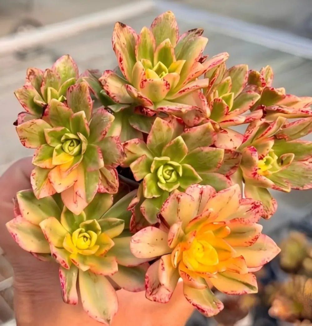 Aeonium succulent rosette cluster, light green leaves with pink speckles and yellow centers