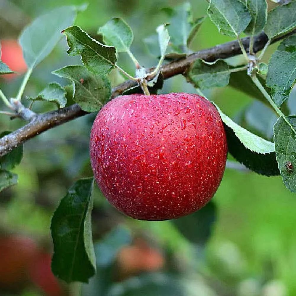 Ripe red apple on a branch with green leaves
