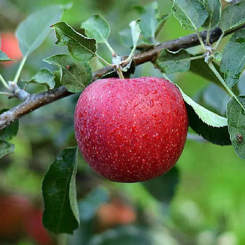 Ripe red apple on a branch with green leaves