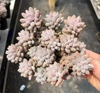 Pachyphytum Machucae succulent with pale pink rosette clusters and beadlike leaves