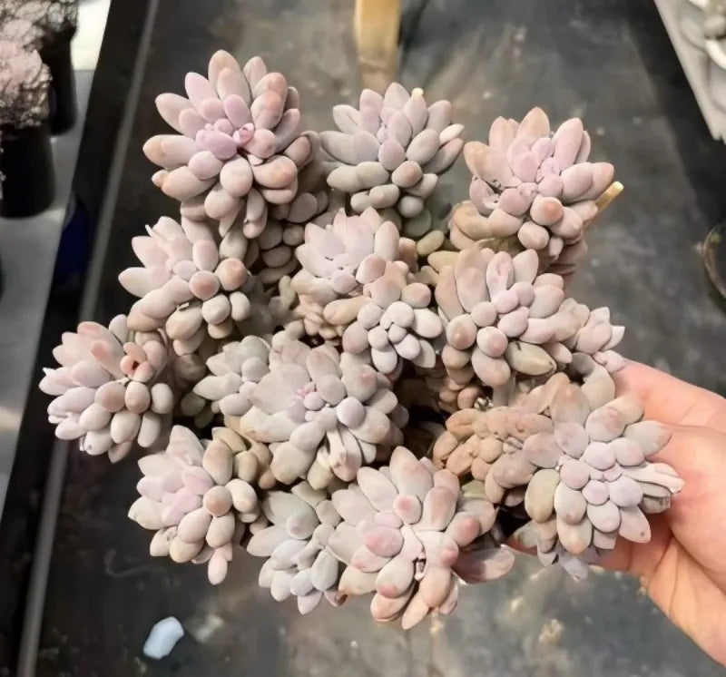 Pachyphytum Machucae succulent with pale pink rosette clusters and beadlike leaves