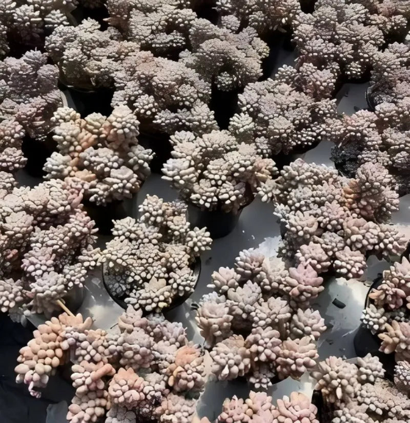 Pachyphytum Machucae in small pots, showing pale pink rosette clusters
