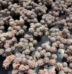 Pachyphytum Machucae in small pots, showing pale pink rosette clusters