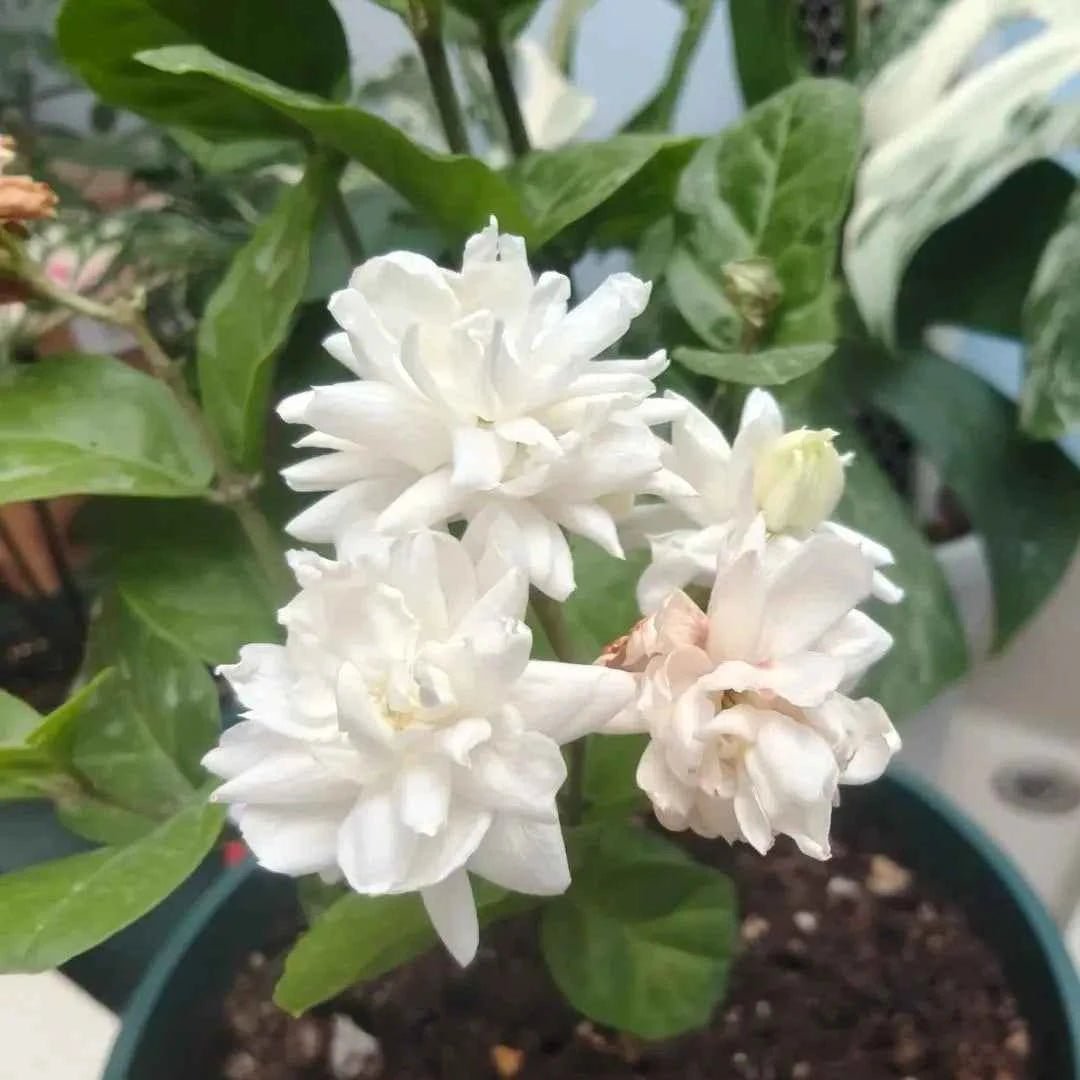 Belle of India Jasmine - 1.5ft. Tall Bare Root - mysoilsong