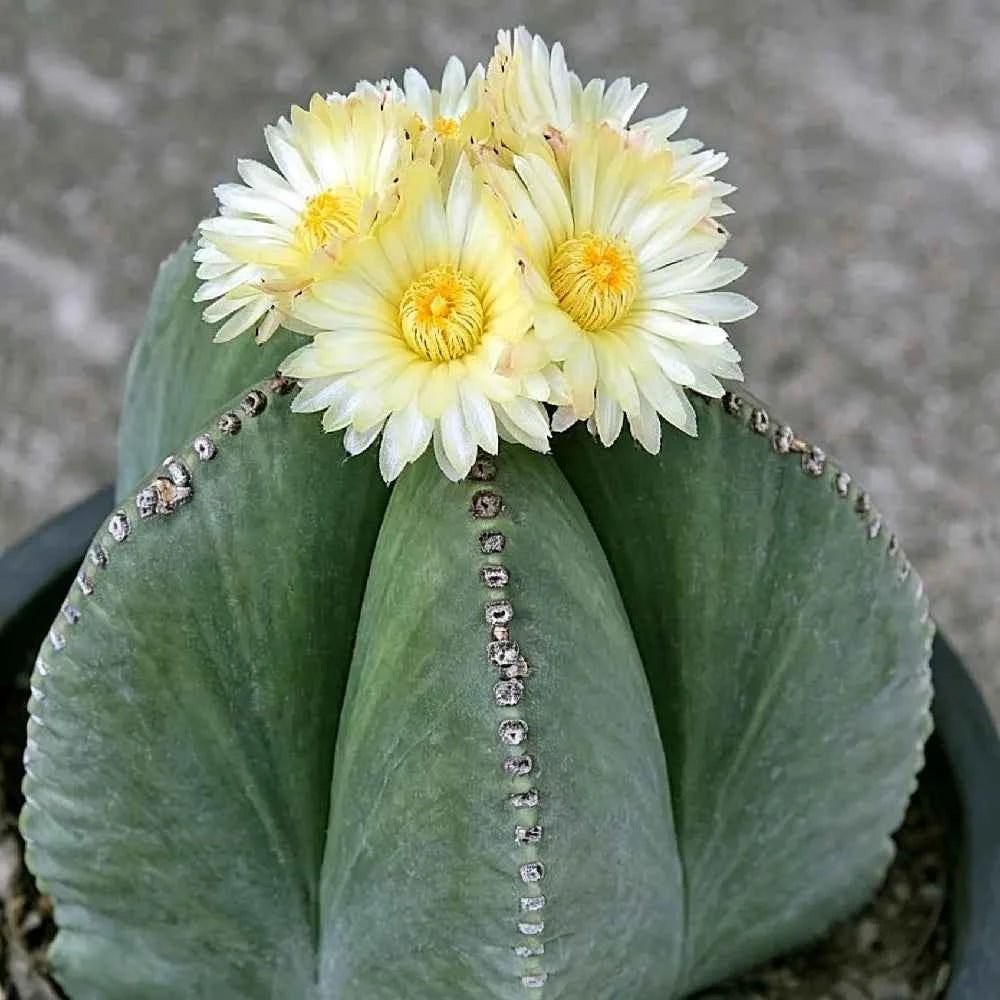 Bishop's Hat Cactus - 3'' - mysoilsong