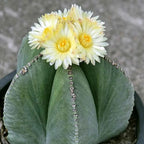 Bishop's Hat Cactus - 3'' - mysoilsong