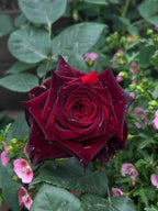 Deep red rose bloom with layered petals and green leaves in a garden