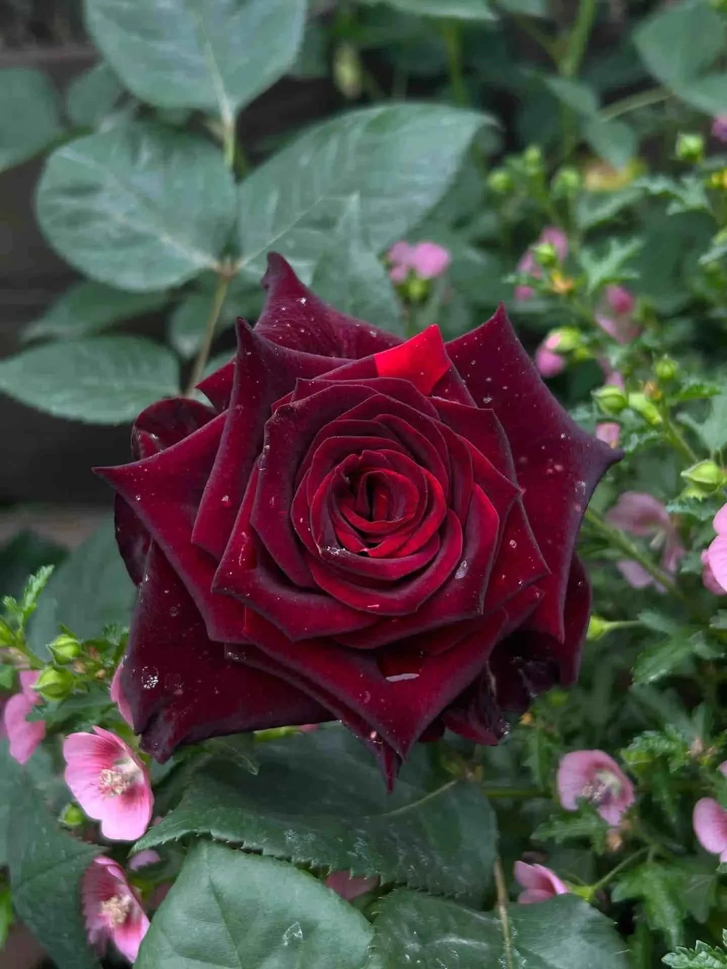 Deep red rose bloom with layered petals and green leaves in a garden