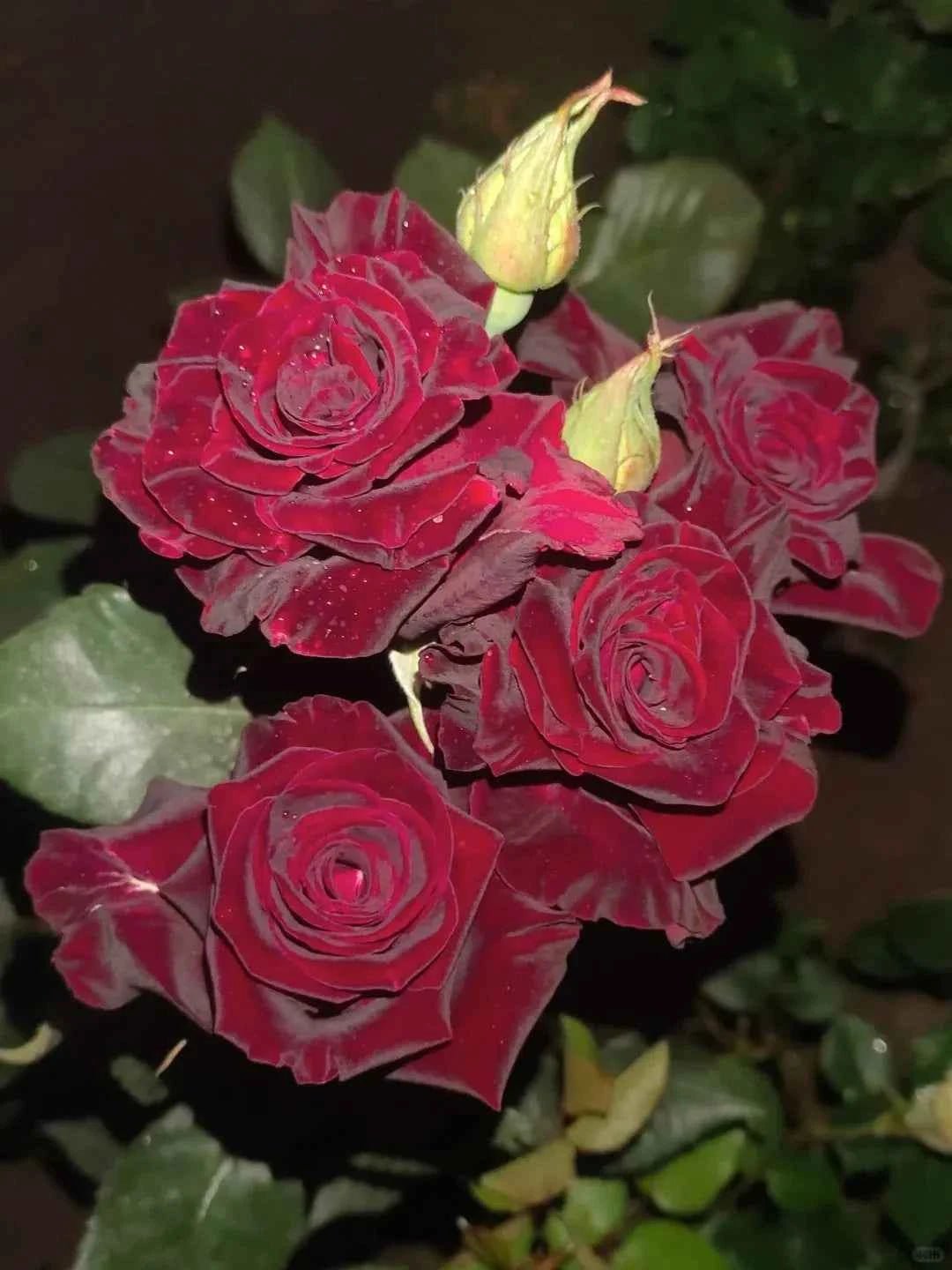 Dark red rose bouquet with several blooms, buds, and green leaves