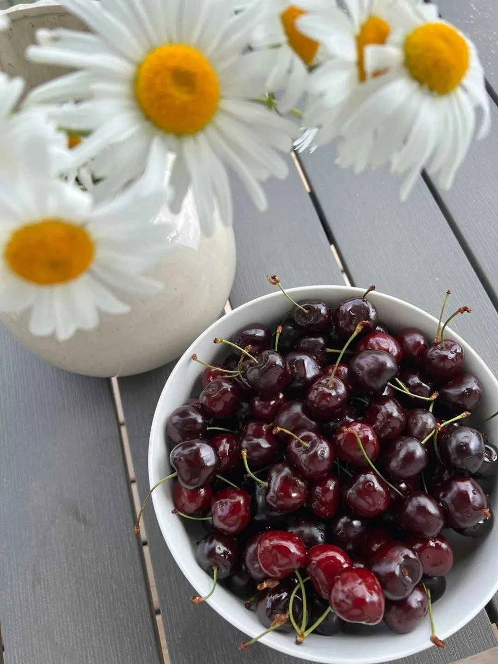 Dark red tart cherries in a bowl, tied to bare-root Tartarian cherry tree