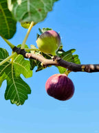 Bare root fig tree branch with green and purple figs on stem