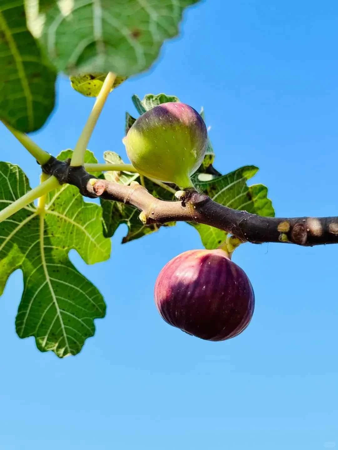 Bare root fig tree branch with green and purple figs on stem