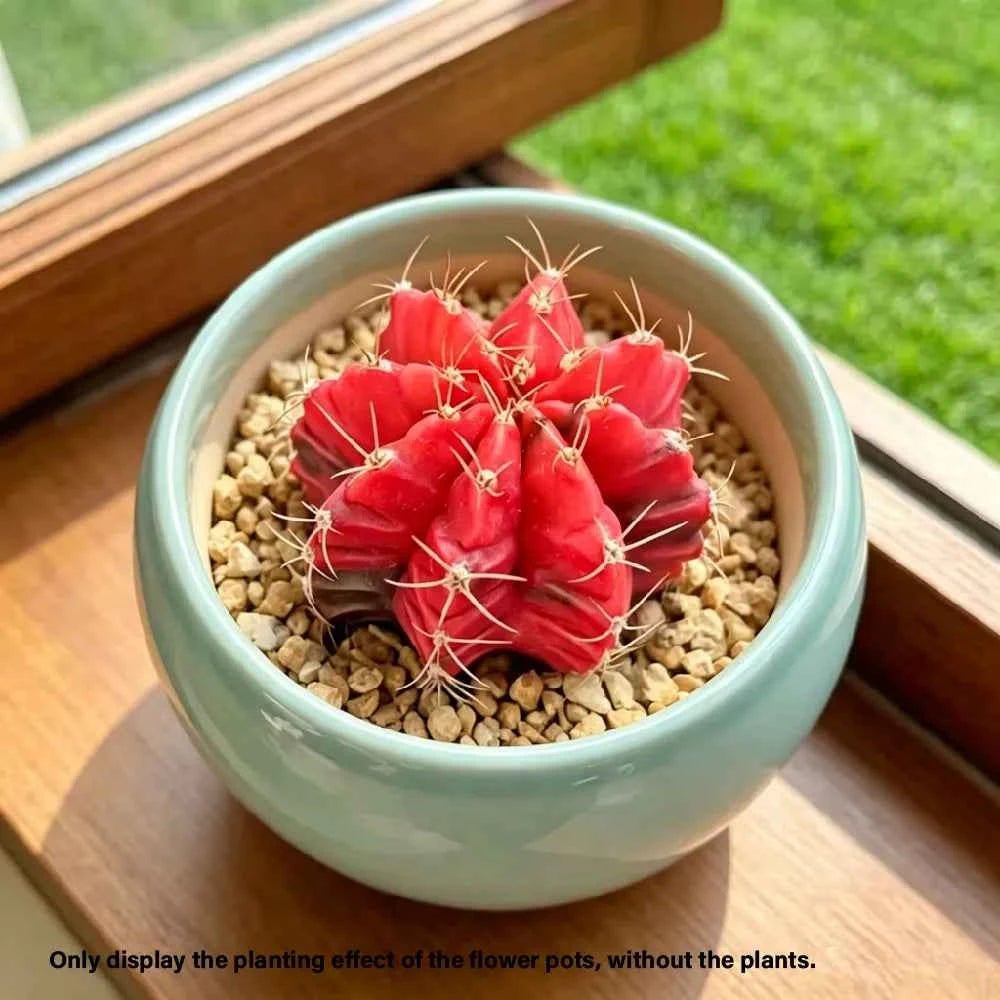 Teal bowl-shaped ceramic planter with red cactus succulent, 3.5 in.