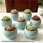 Set of 6 teal bowl-shaped ceramic planters with succulents, 3.5 in each.