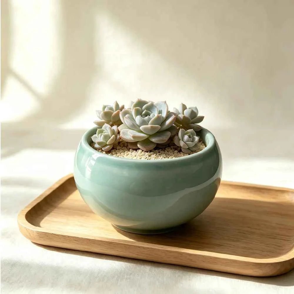 Teal bowl-shaped ceramic planter with succulents, 3.5 in.