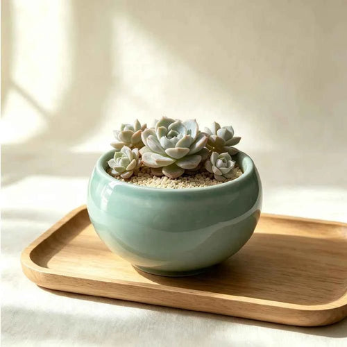 Teal bowl-shaped ceramic planter with succulents, 3.5 in.