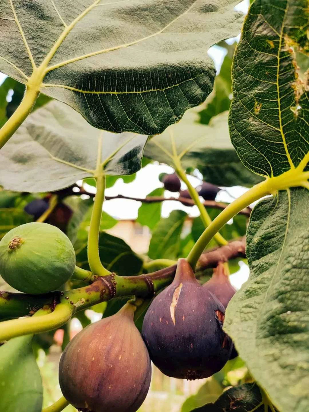 Turkey fig tree branch with purple-brown figs and broad green leaves