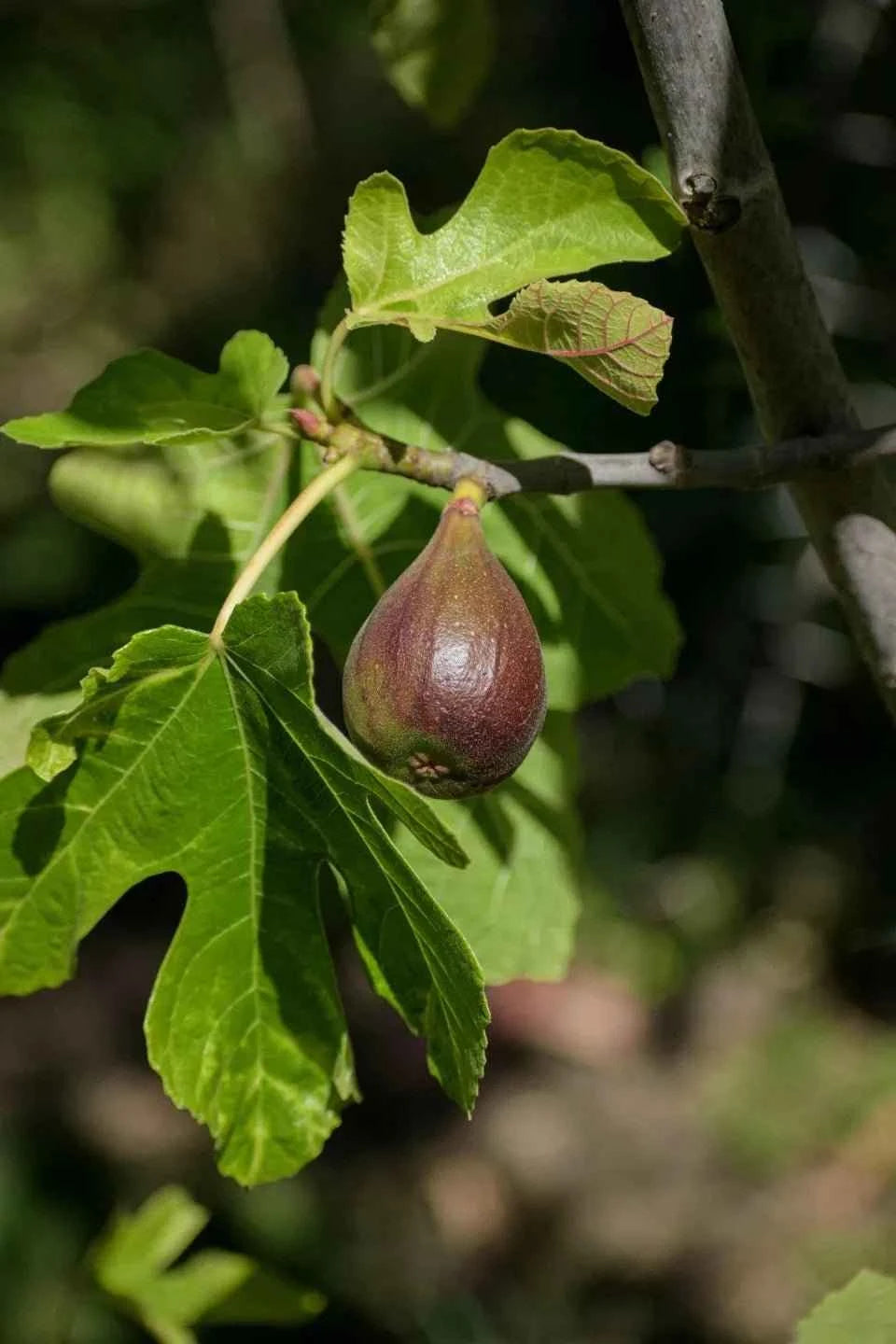 Turkey fig tree branch with ripening dark figs and fresh green leaves