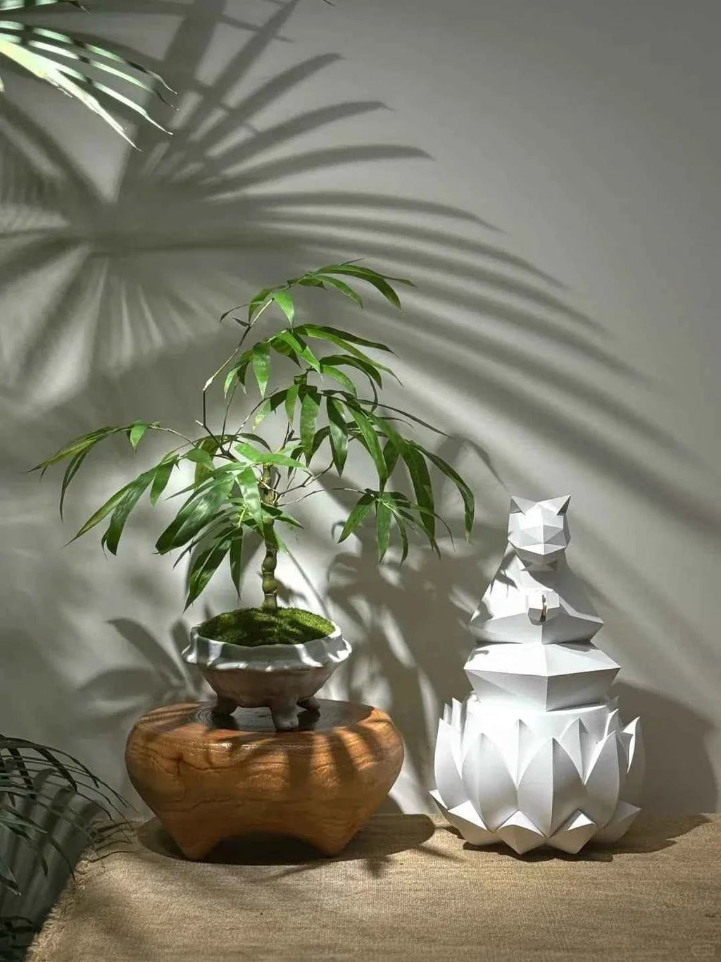 Bamboo rhizome plant with green shoots in carved pot topped with moss