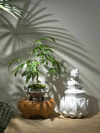 Bamboo rhizome plant with green shoots in carved pot topped with moss