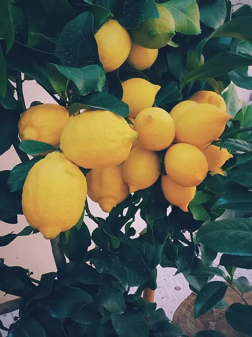 Lisbon Lemon Tree -1.5ft. Tall Bare Root mysoilsong