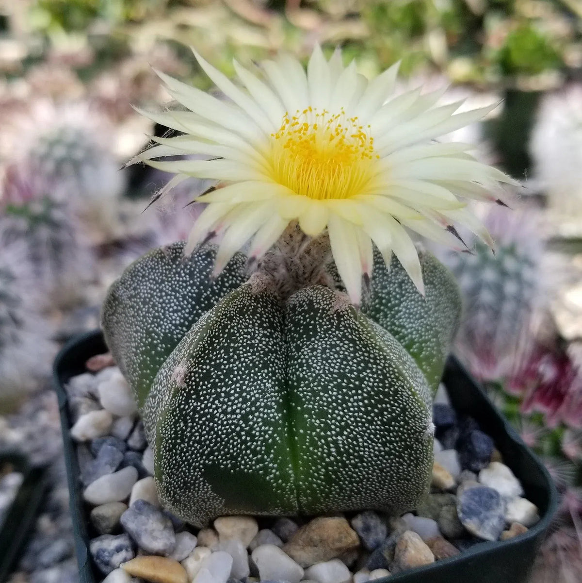 Bishop's Hat Cactus - 3'' mysoilsong