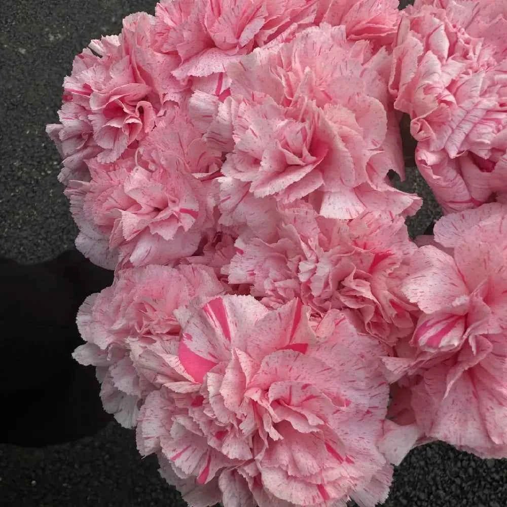 Close-up of pink carnation blossoms with ruffled petals