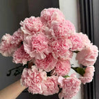 Pink carnation flower bouquet held in hand with lush ruffled blooms