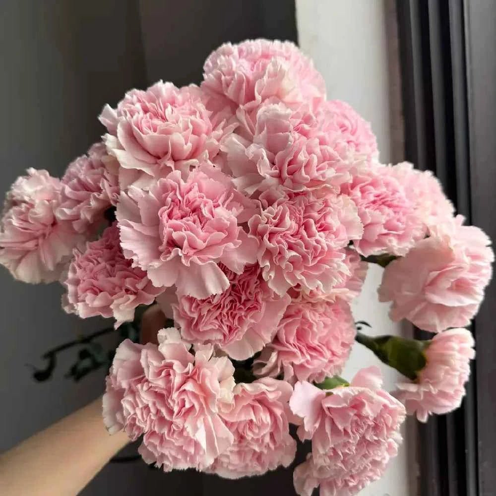Pink carnation flower bouquet held in hand with lush ruffled blooms