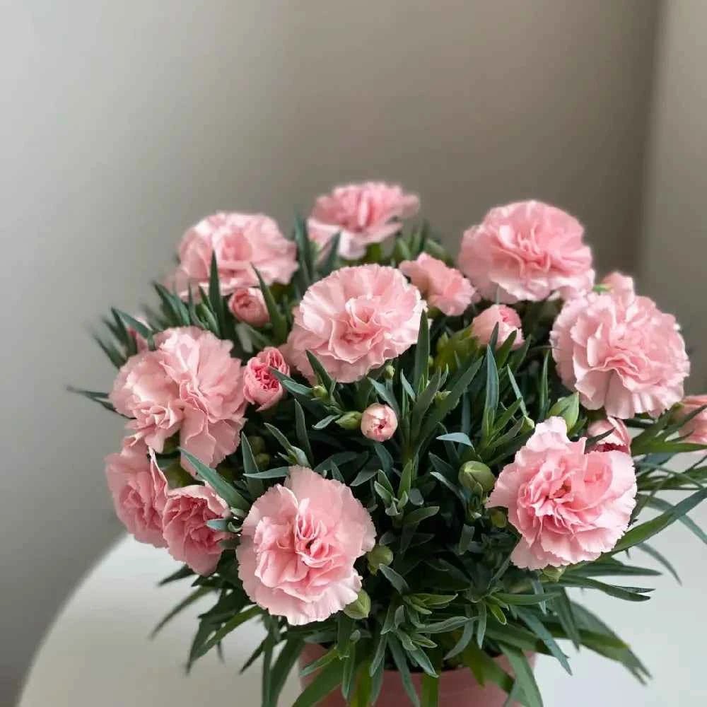 Pink carnation flower bouquet with green leaves, clustered blooms