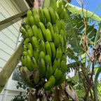 Dwarf banana tree with a cluster of green unripe bananas