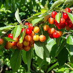 Cherry seeds: red cherry clusters on green leaves branch