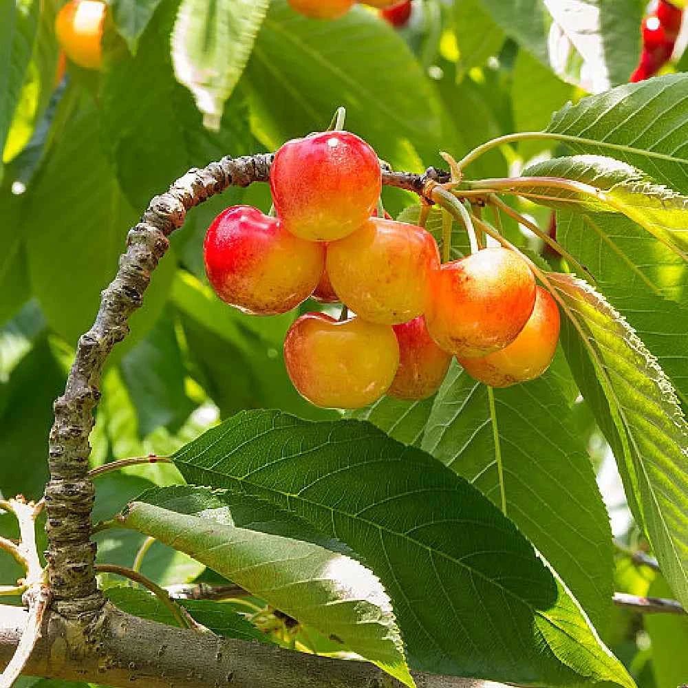 Cherry seeds: close-up of red and orange cherries on branch leaves