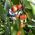 Cherry seeds: cherries hanging among green leaves on tree branch