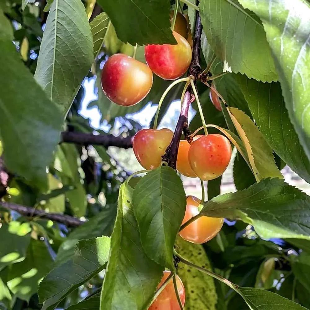 Cherry seeds: cherries hanging among green leaves on tree branch