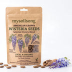 Chinese Wisteria Seeds - 20 Seeds - mysoilsong