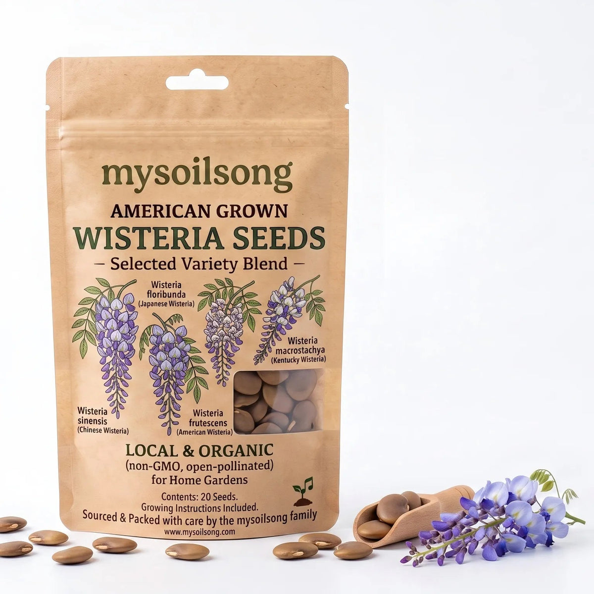 Chinese Wisteria Seeds - 20 Seeds - mysoilsong