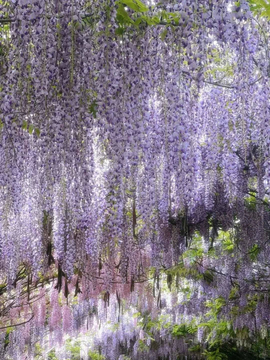 Wall of hanging Chinese wisteria blooms with long purple flower strands