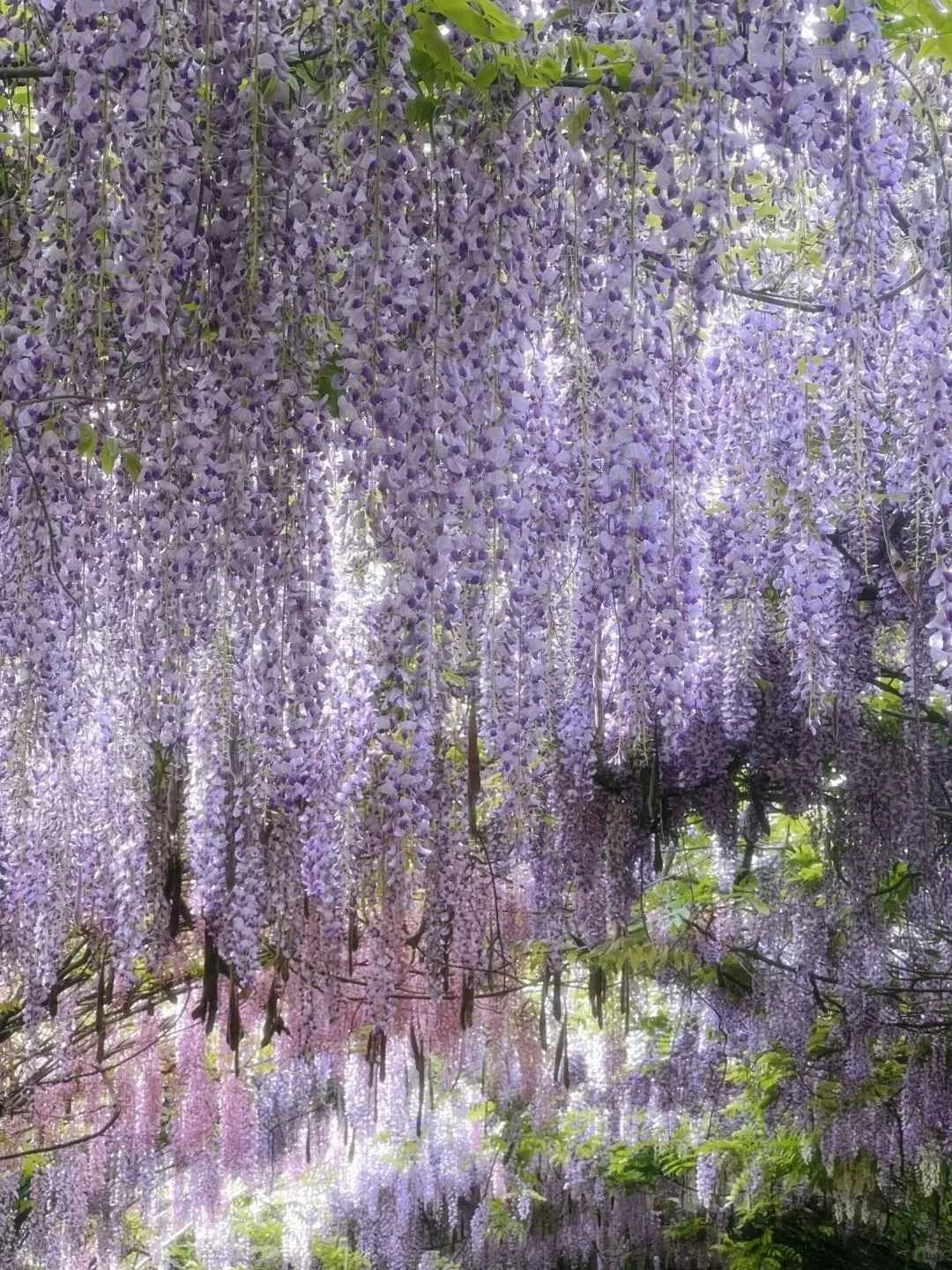 Wall of hanging Chinese wisteria blooms with long purple flower strands