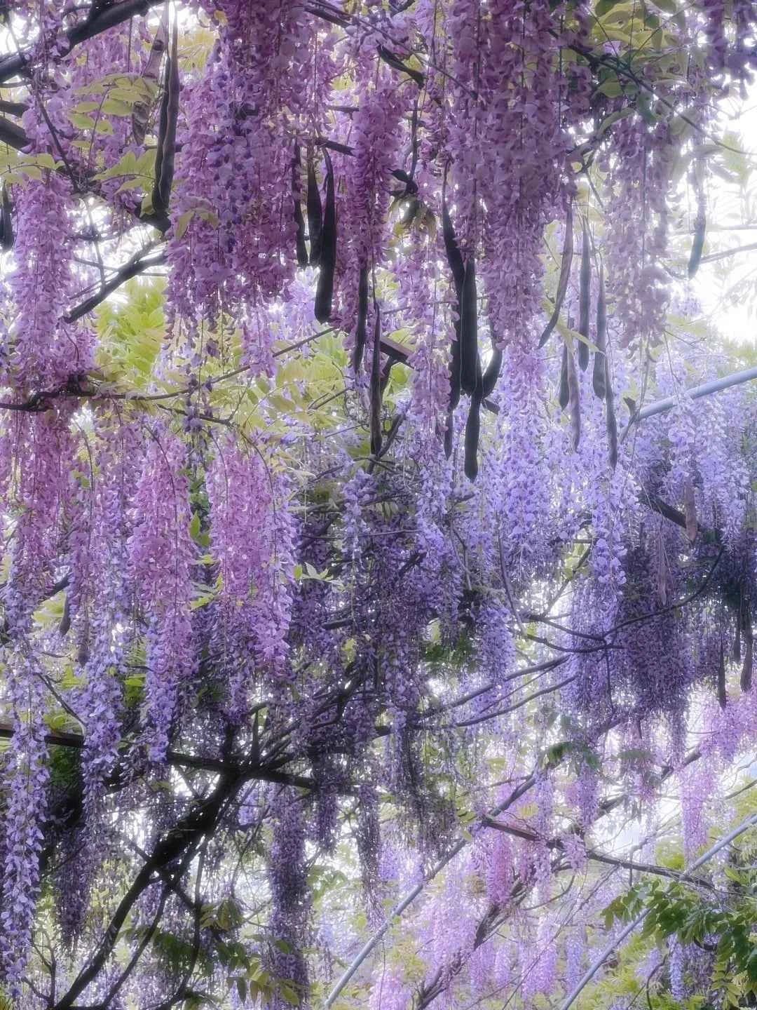 Chinese wisteria blossoms cascading from branches in dense purple clusters
