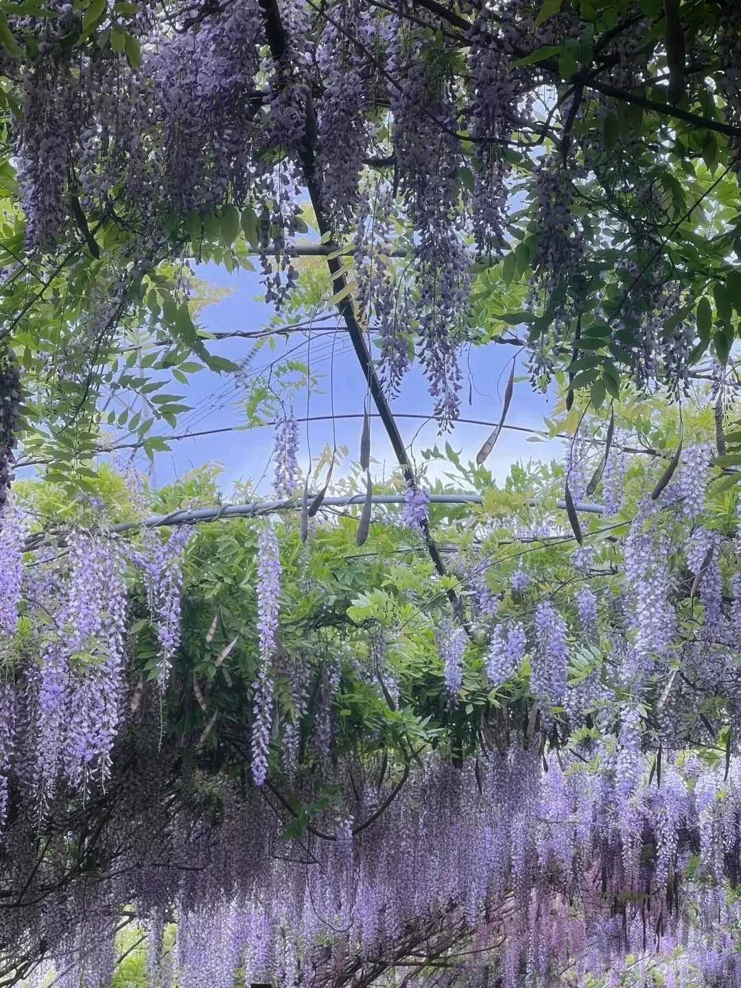 Hanging Chinese wisteria flowers with purple grape-like clusters