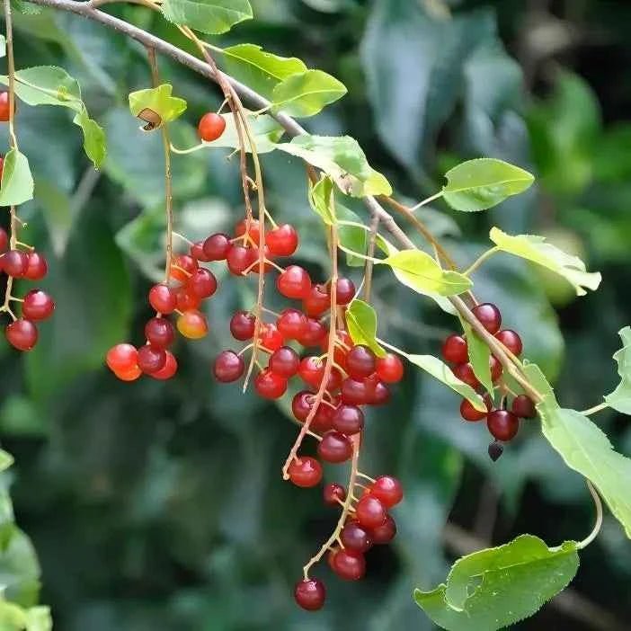 Chokecherry tree bare-root with clusters of red berries and green leaves
