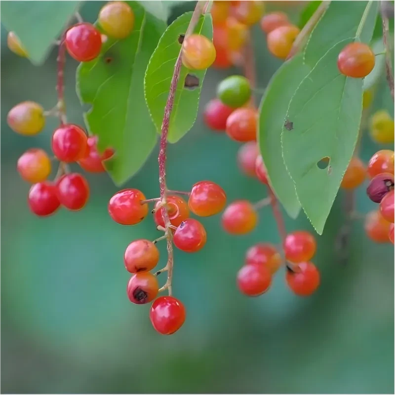 Chokecherry tree bare-root branches with red and pink berries and green leaves