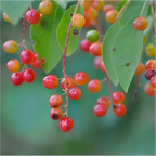 Chokecherry tree bare-root branches with red and pink berries and green leaves
