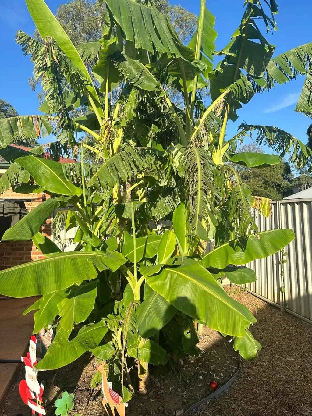 Young banana tree with broad green leaves in an outdoor planter