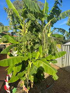 Young banana tree with broad green leaves in an outdoor planter