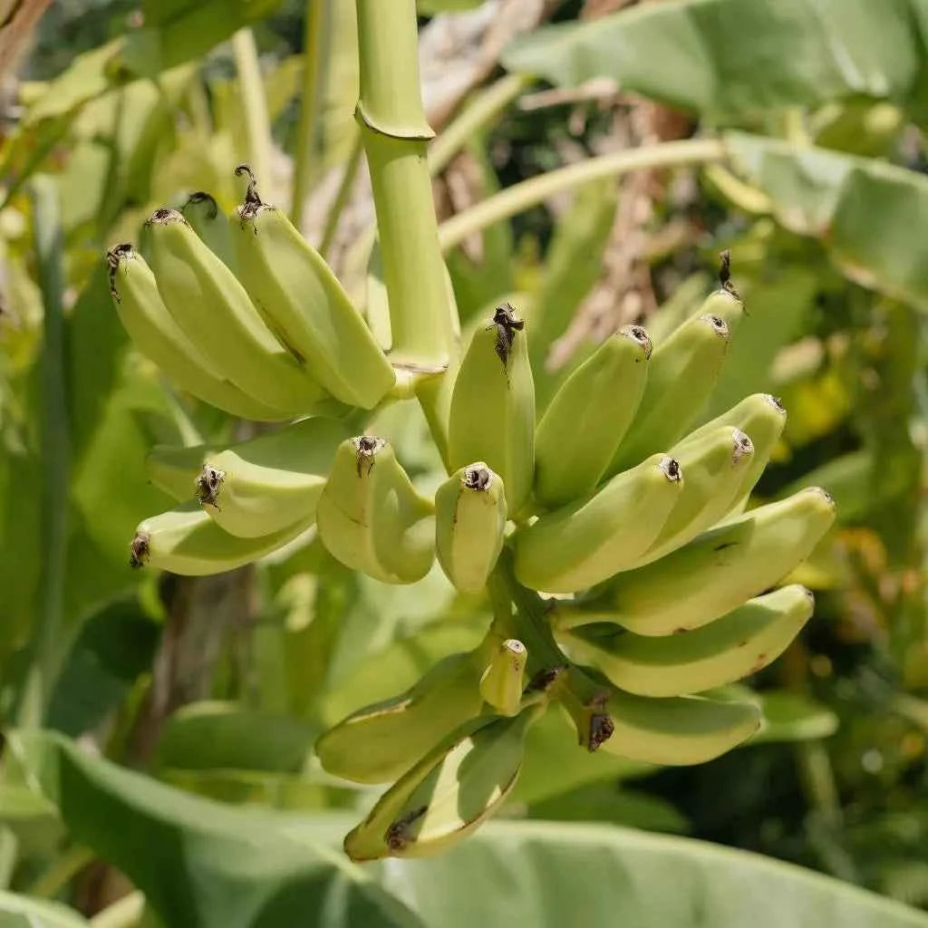 Cluster of green bananas on a banana plant